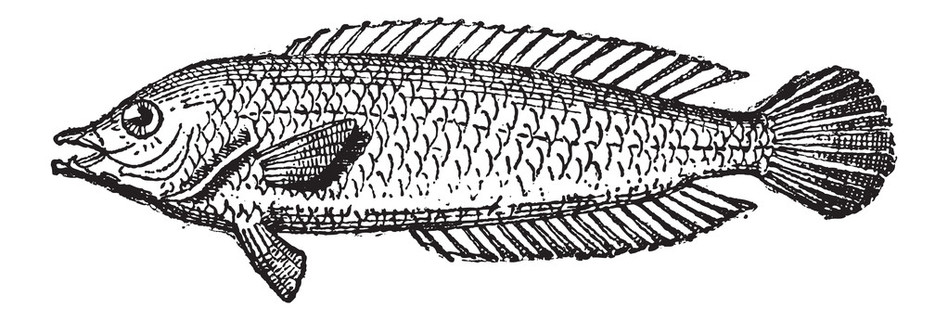 鹦嘴鱼或 scarus sp),复古雕刻