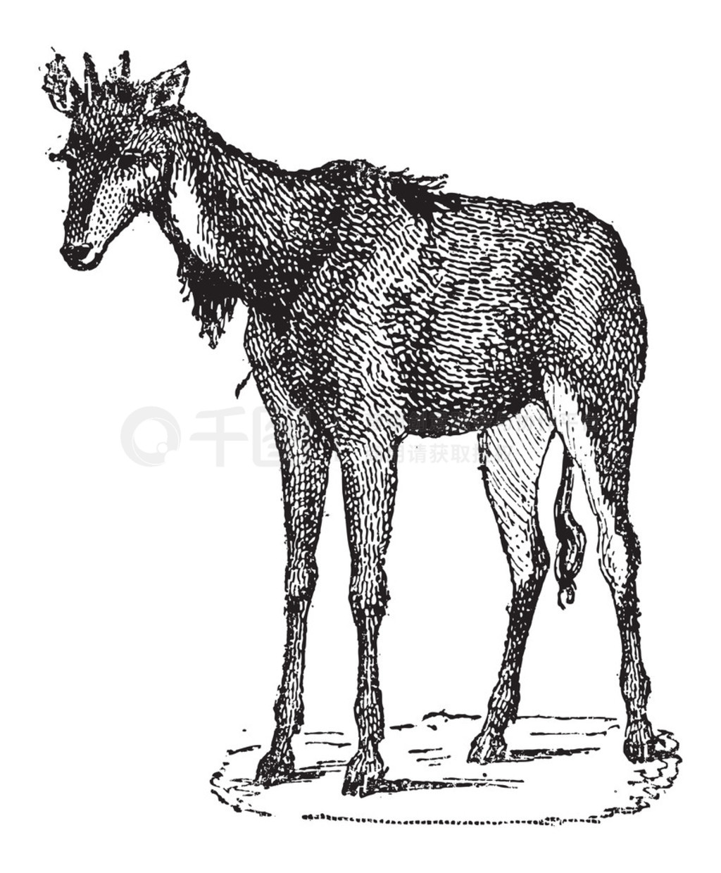 nilgai nilgau  boselaphus tragocamelusŵ