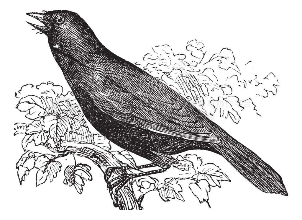  cowbird  molothrus oryzivorus 񣬸ŵ