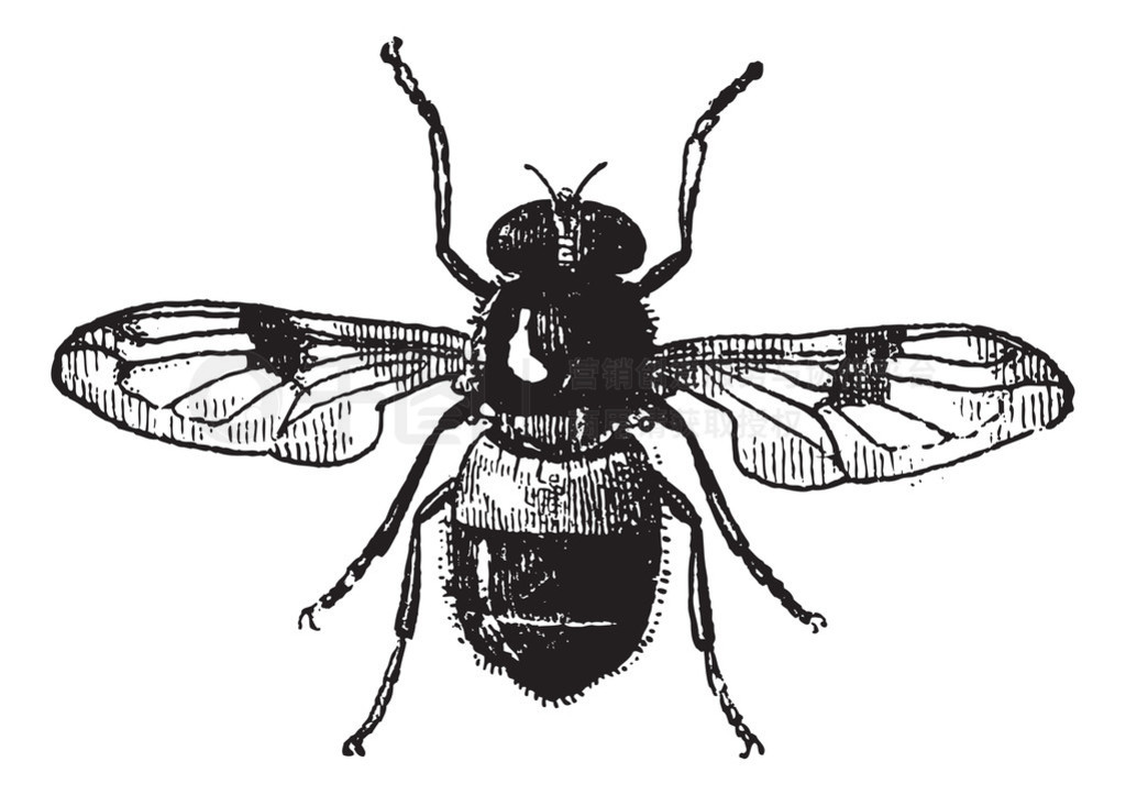 ͼ 19volucella ŵ