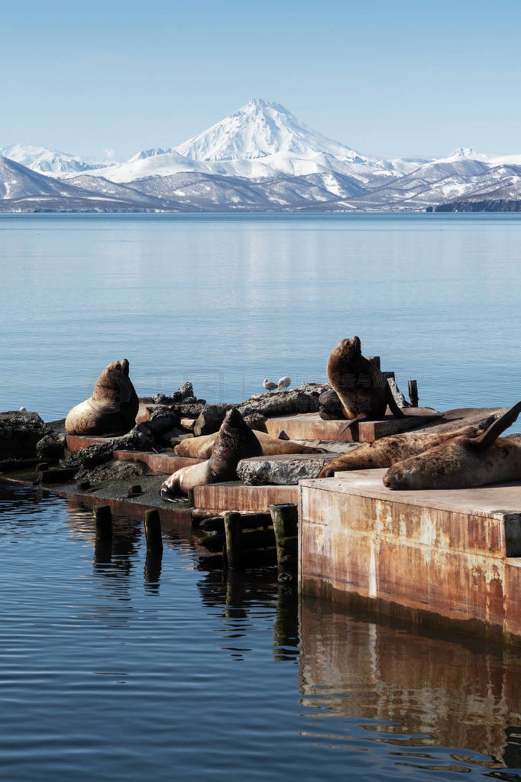 ۻǺʨ򱱺ʨӣ÷Ƥ˹˹̫ƽ󺣰 ˹PetropavlovskKamchatsky