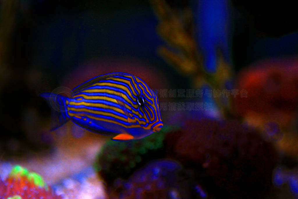 С-Acanthurus Lineatus