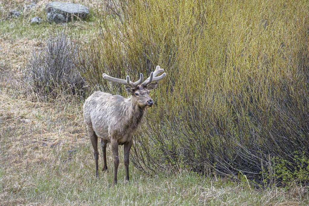 Elk stands in meadow.