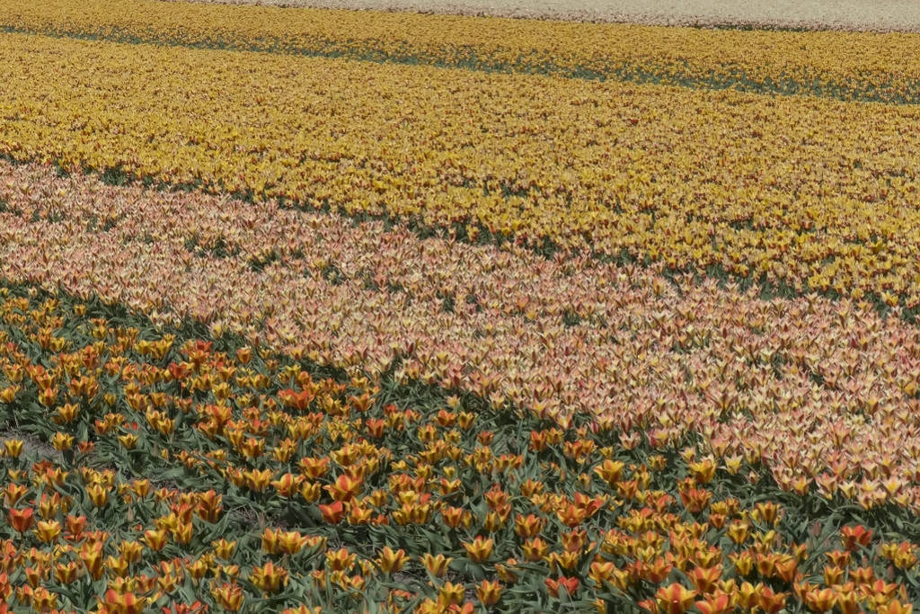  Flowerfield Ŀϻ԰