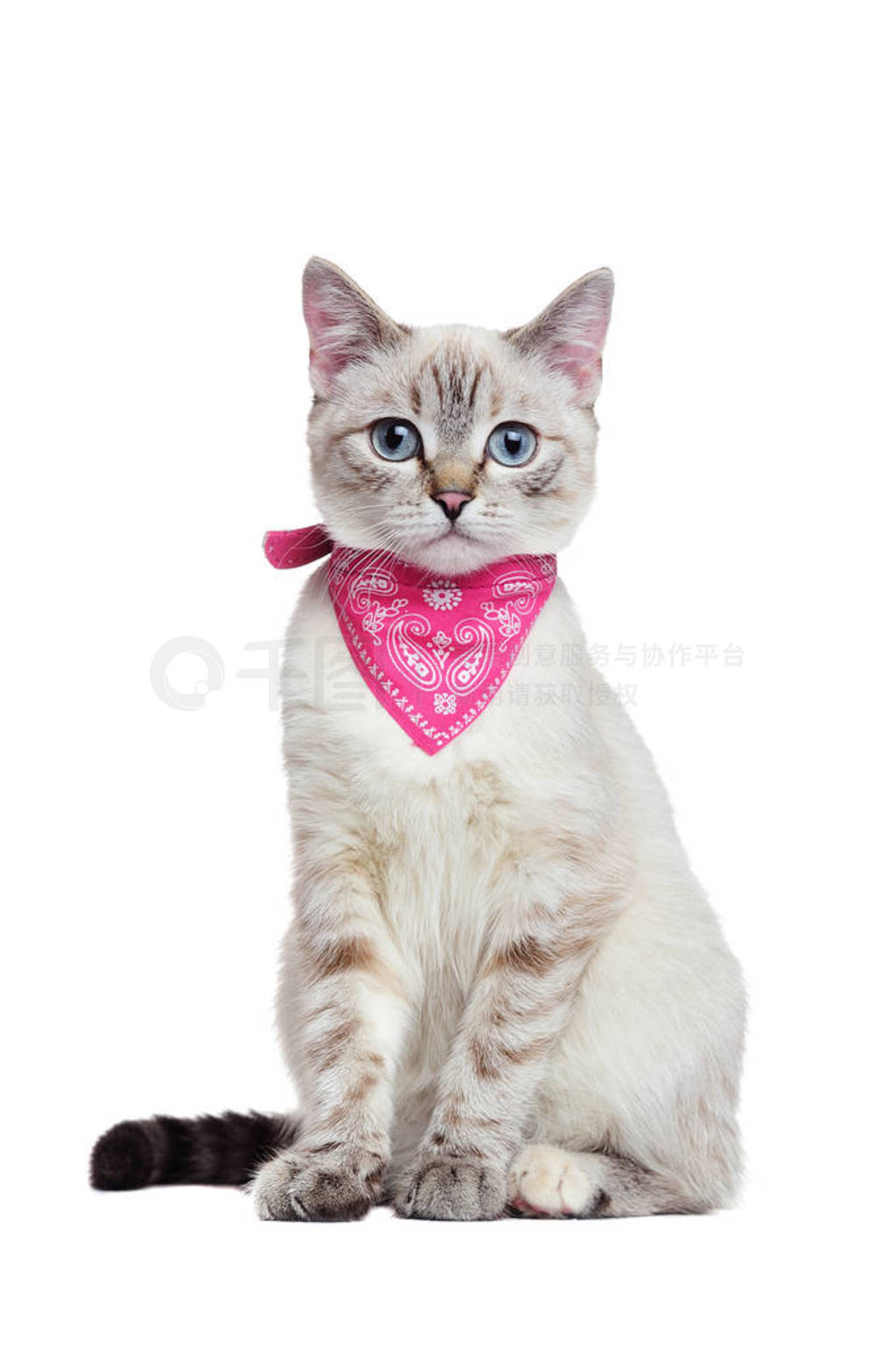 穿粉红色头巾的小猫的前视图图片