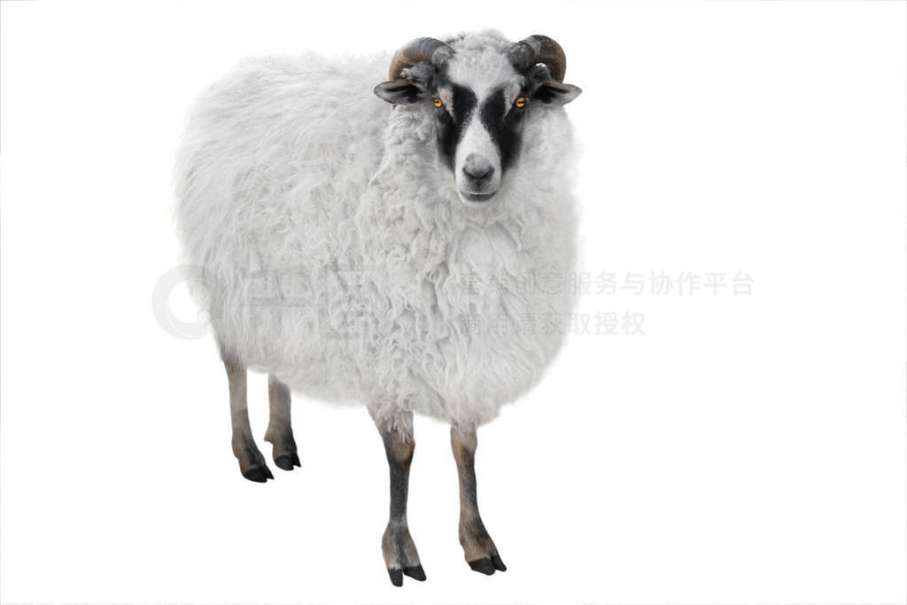 white goat isolated