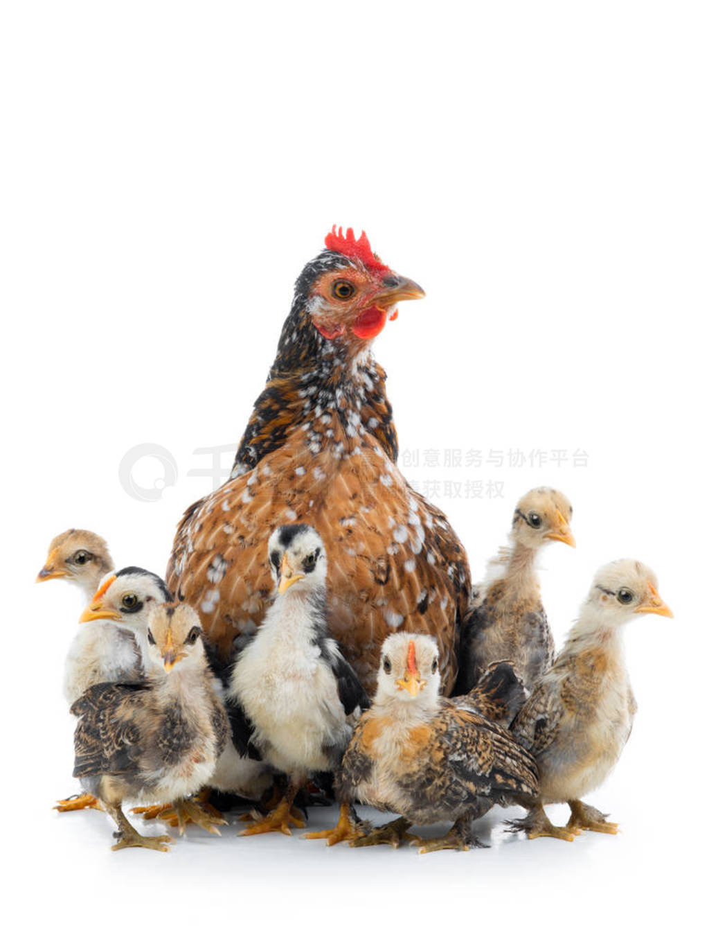 Hen and her chicks isolated on a white