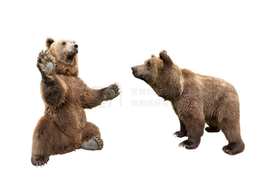 brown bear stands on its hind legs and the second looks