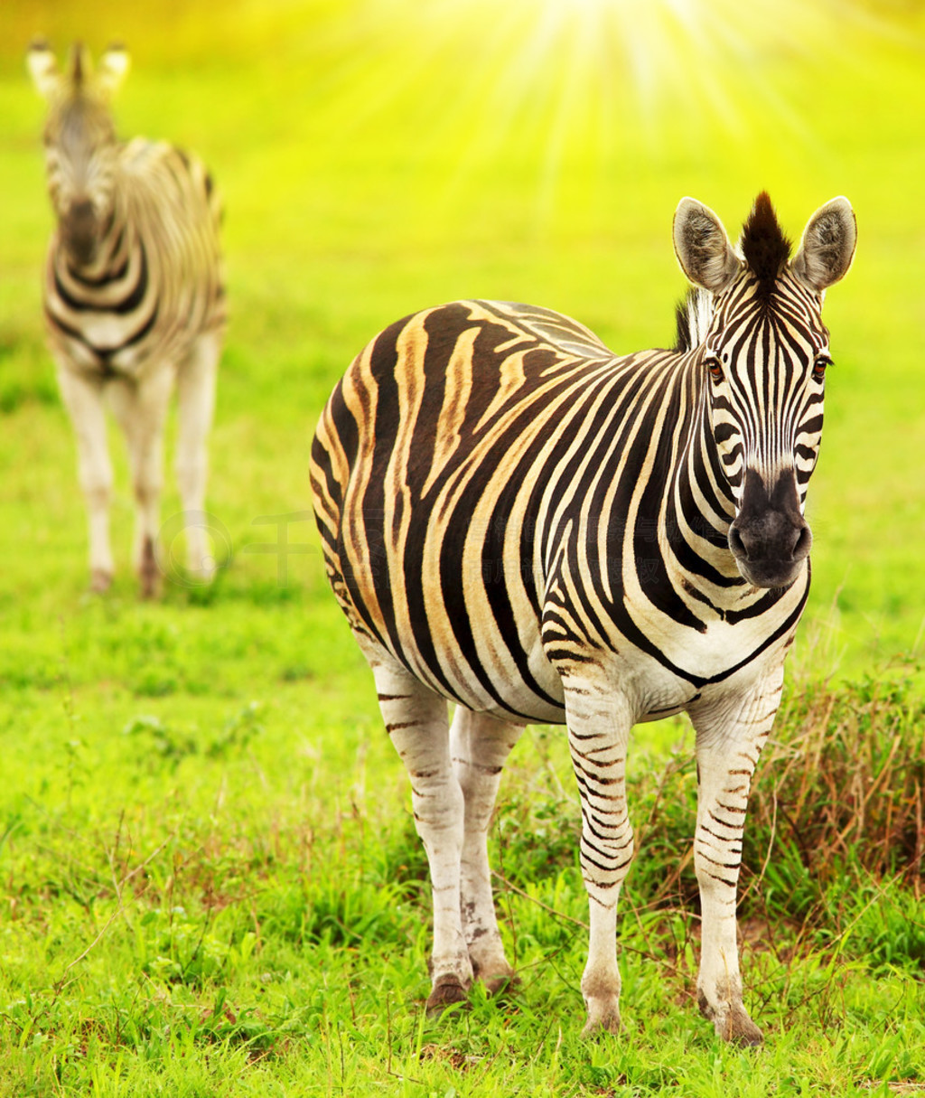 ޴½Ұ zebras