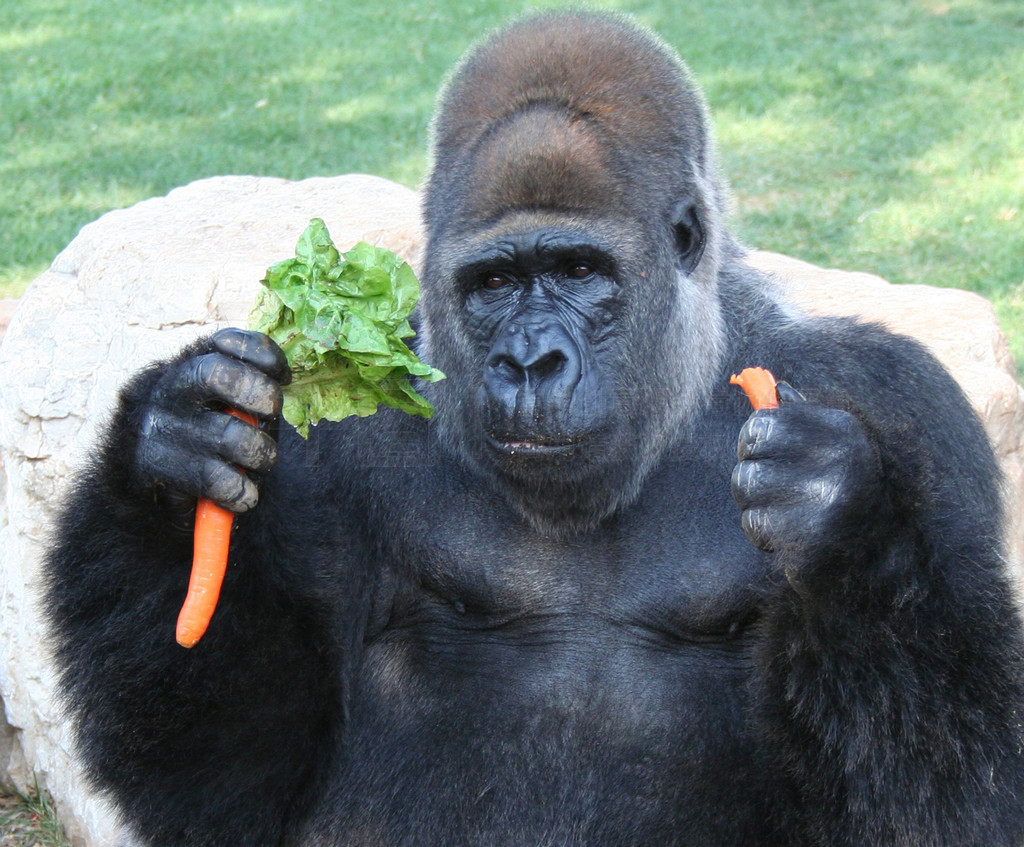 Gorilla