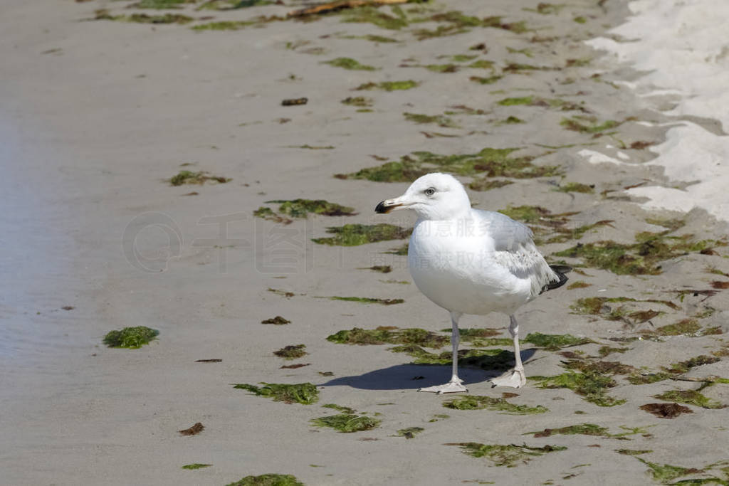 There are algae on sand and a seagull is there