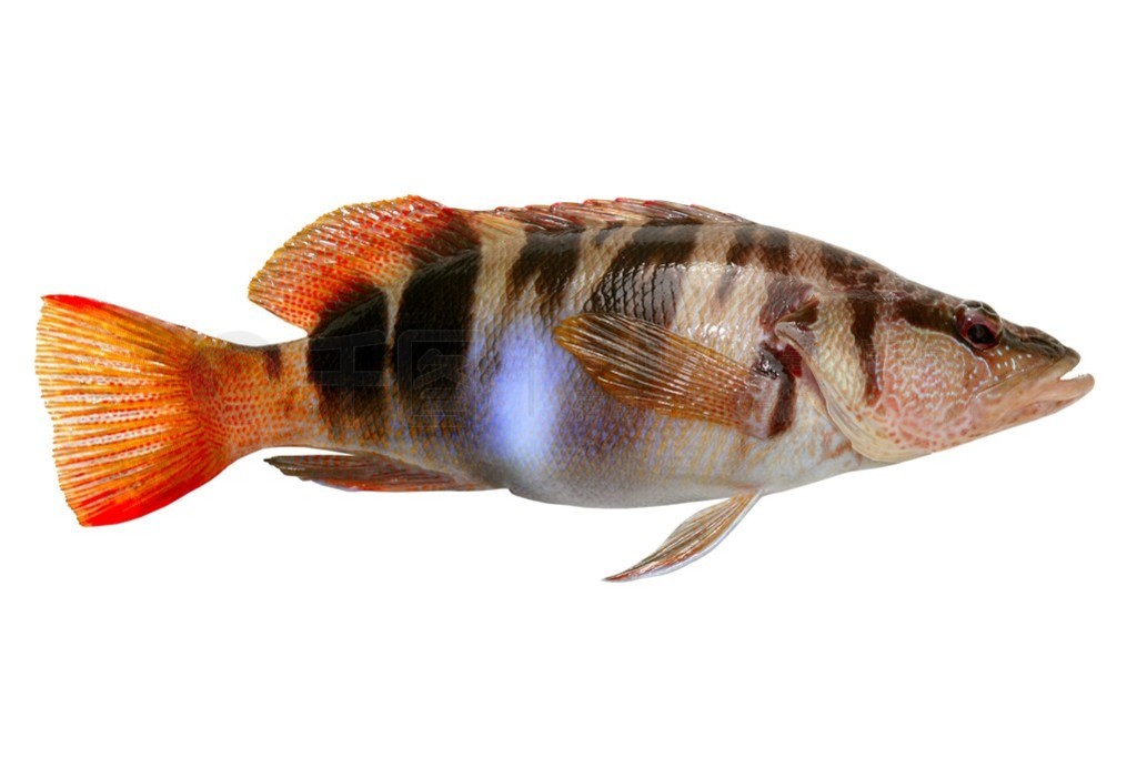 serranus scriba 澫