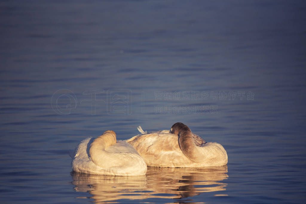 Two swans resting sleep on the lake.