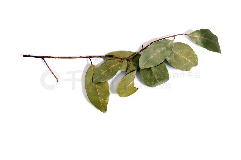 bay laurel leafs