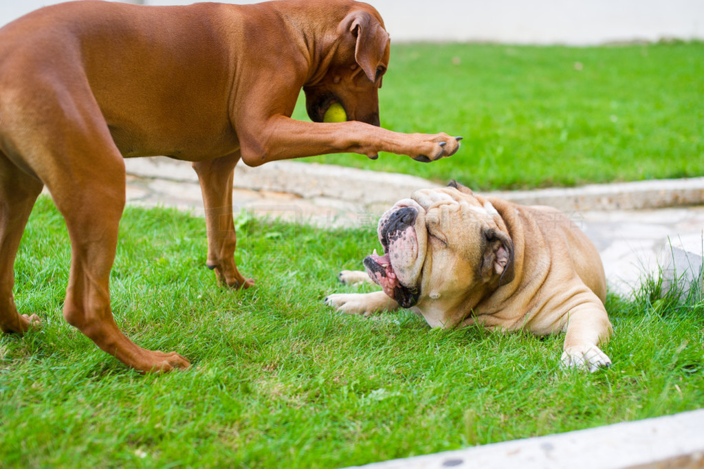 ѵĹӢţͷȮ޵ ridgeback 