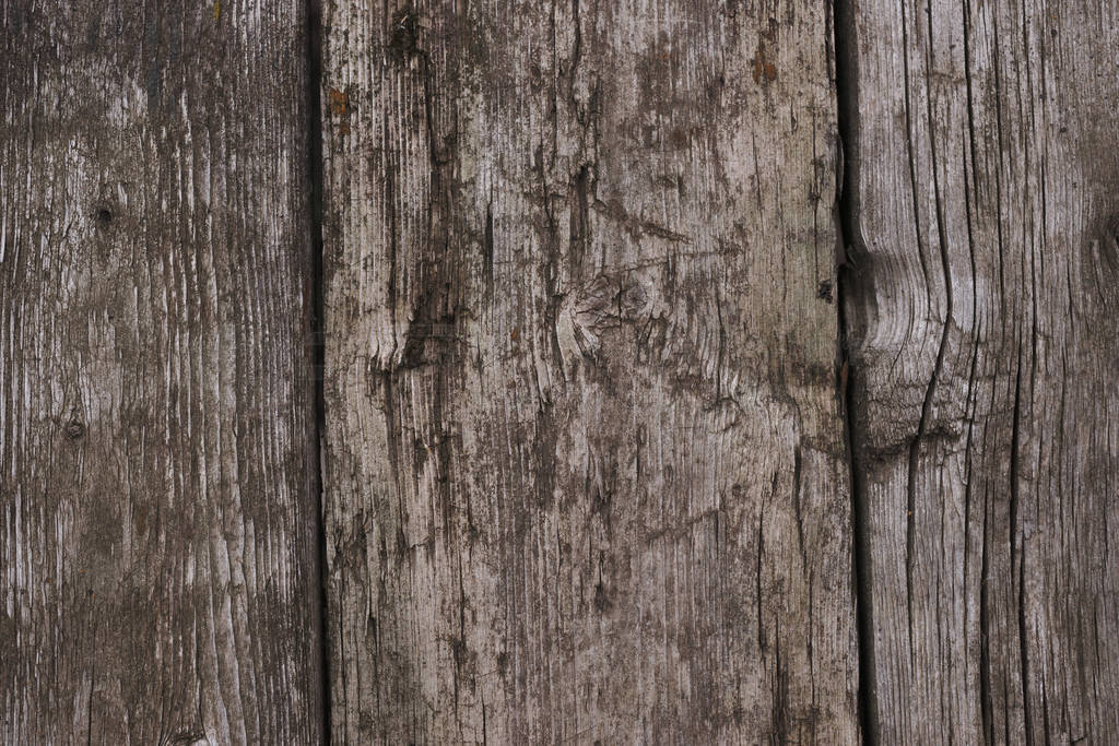 Old wooden texured surface closeup. Moss and relief on surface.