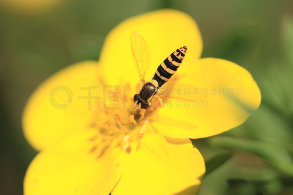 hoverfly syrphe ʳӬ