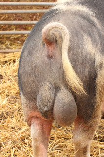 大猪和他的睾丸的后视图