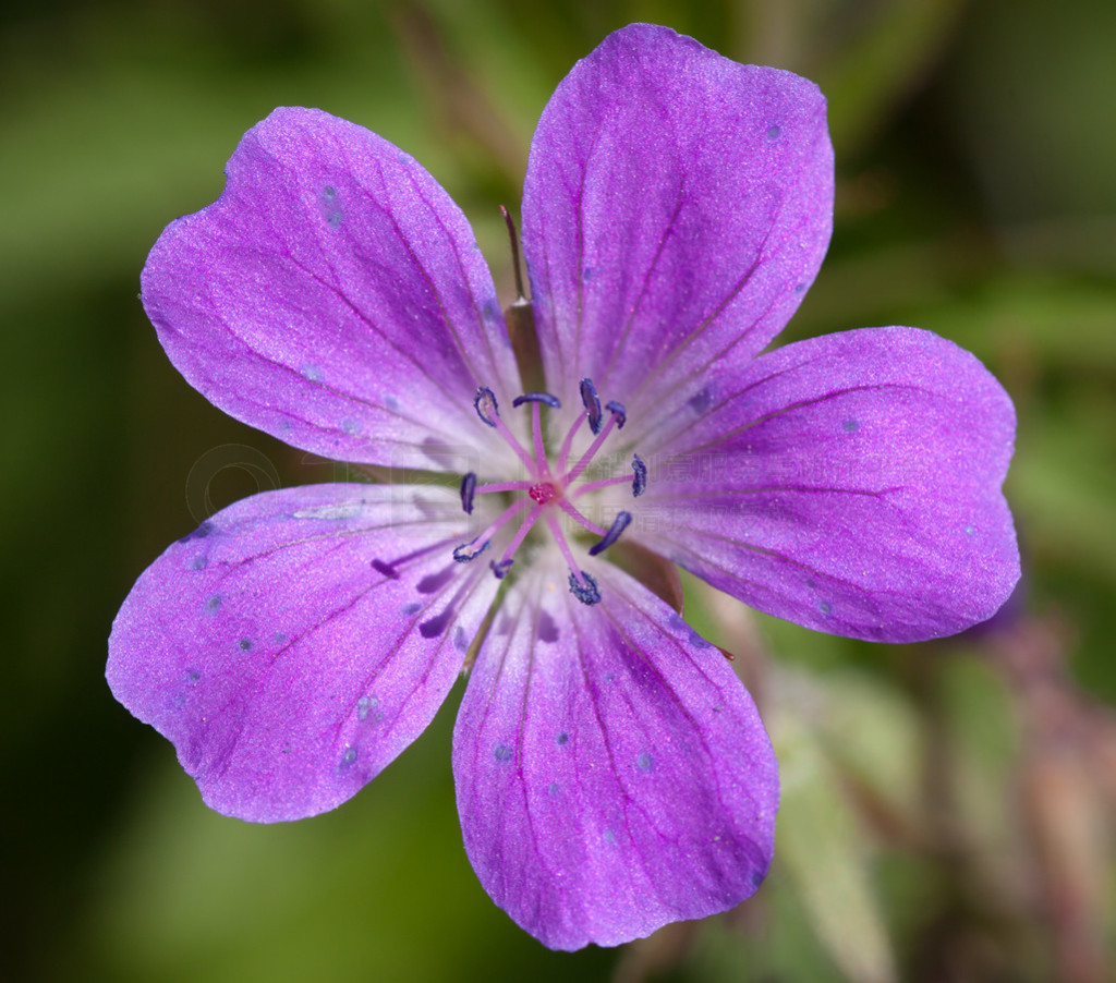 ľ cranesbill ֵÿ