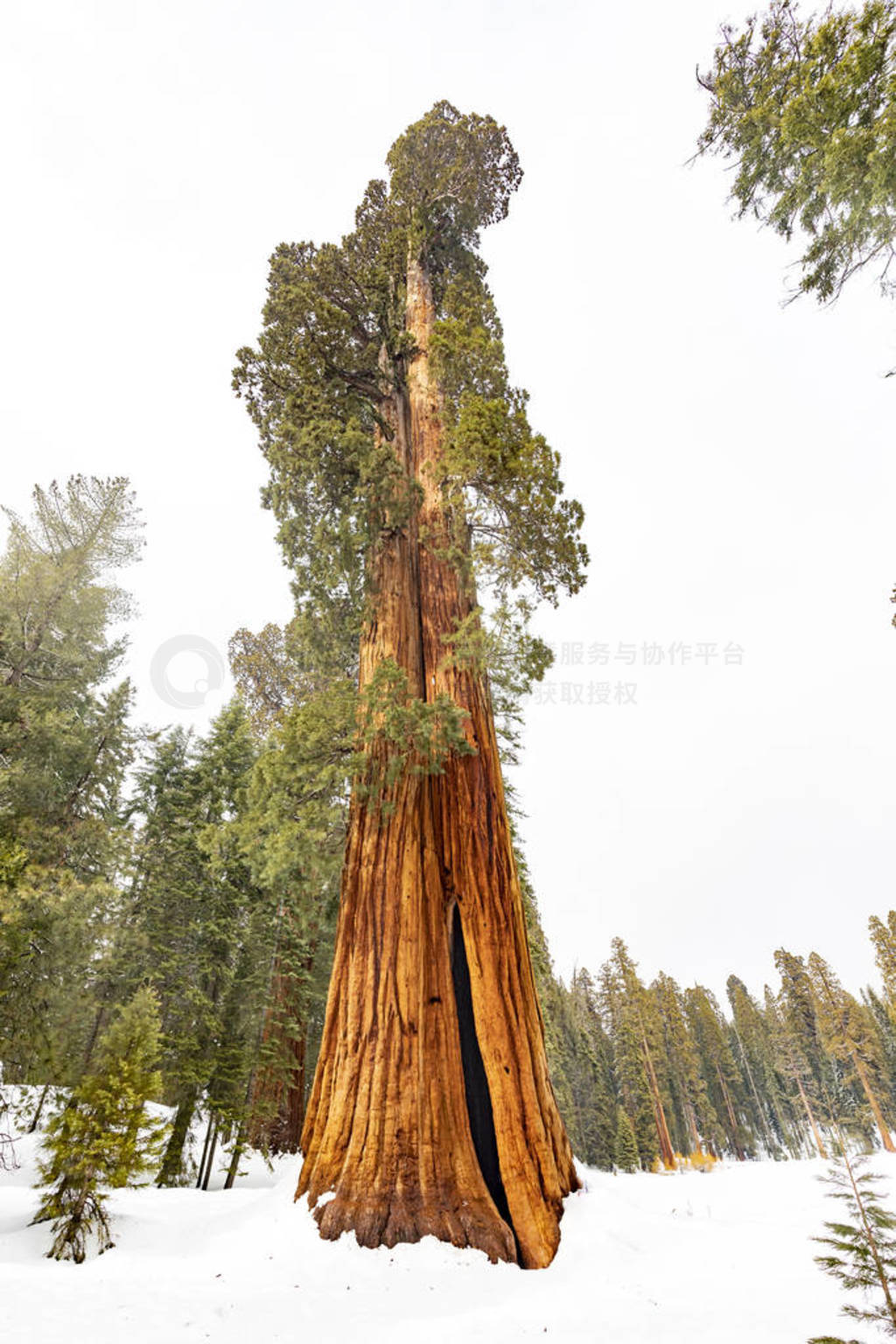 old big scenic sequoia trees in winter