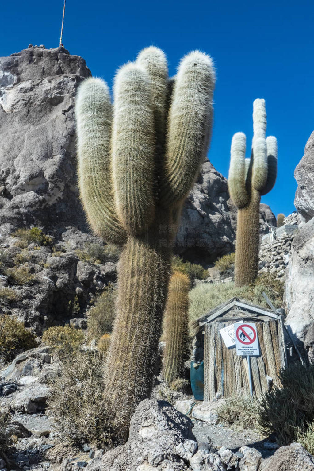 cacti at The Isla Incahuasi at the Salar de Uyuni