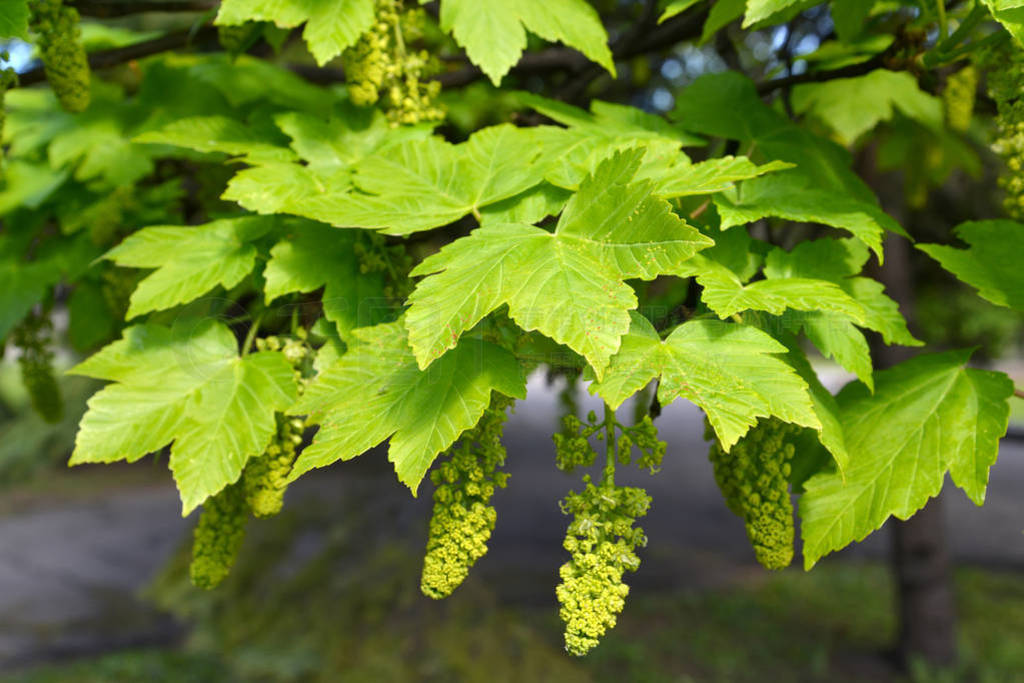 ٷ㣨Acer pseudoplatanus L.֦Ҷͻ