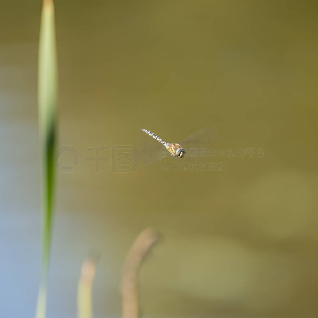 Stunning Emperor Dragonfly Anax Imperator insect in flight with