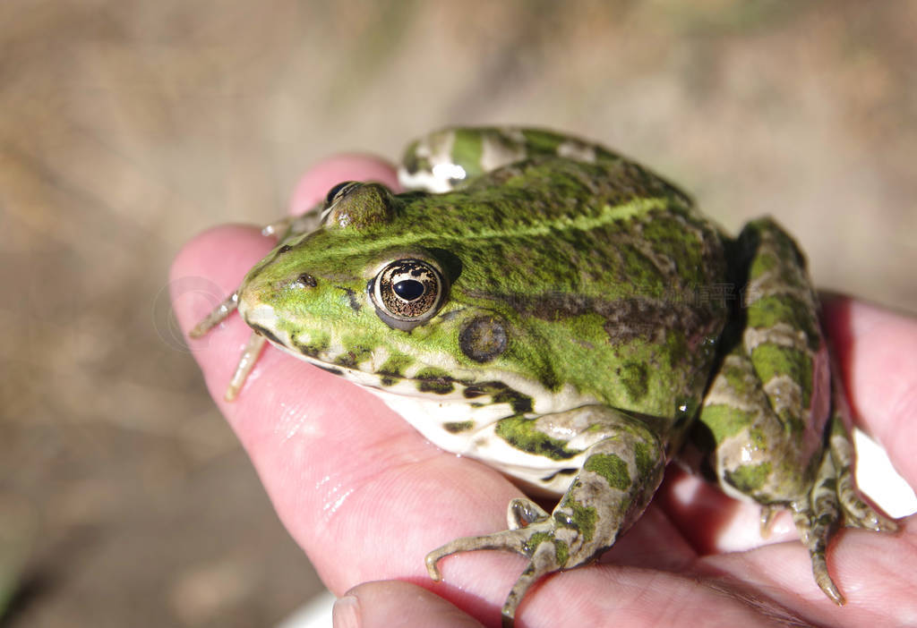 Green frog on the man`s arm