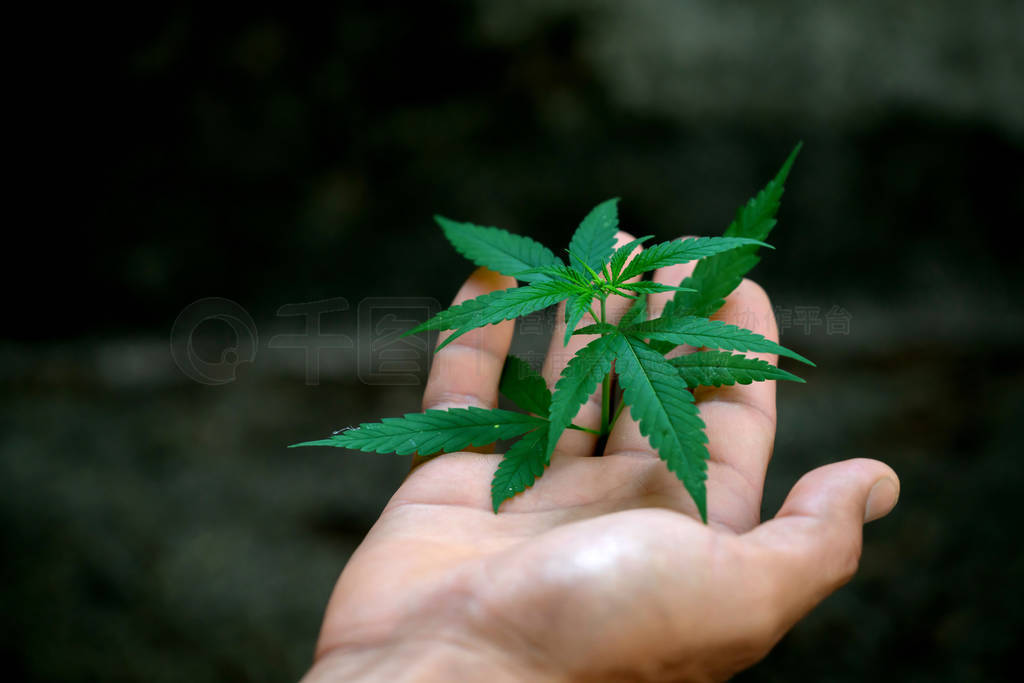 Hand holding marijuana leafs