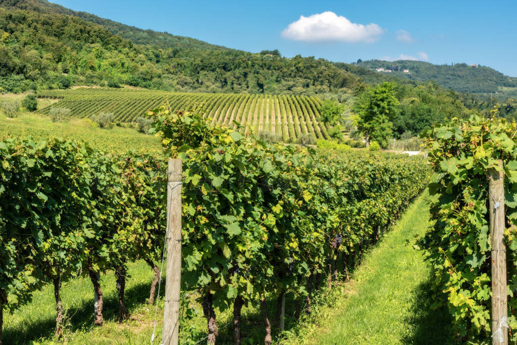 Italian Vineyards of the Valpolicella Wine near Verona