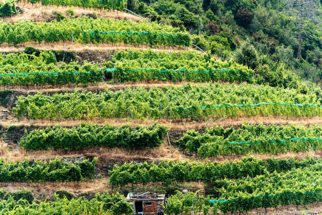 Terraced fields with vineyards - Vernazza Liguria Italy