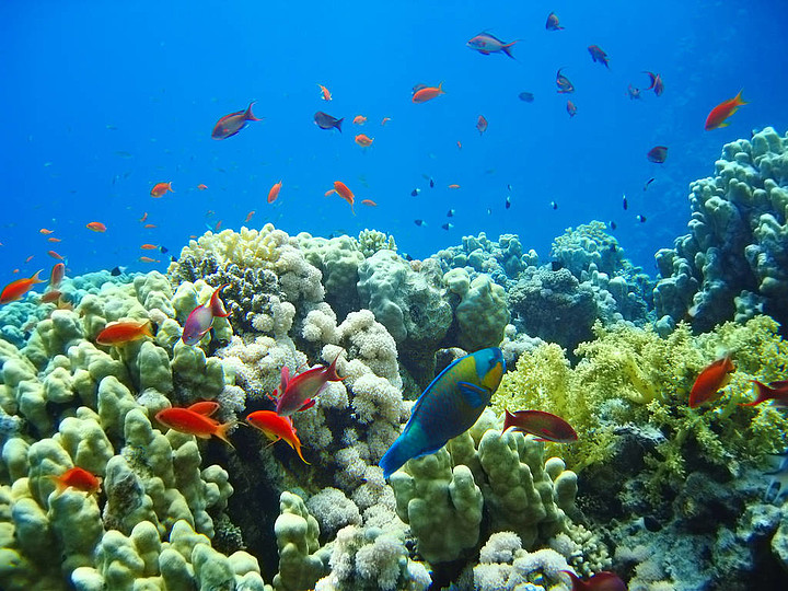 珊瑚礁海底世界植物和动物区系的小型热带鱼类浅滩