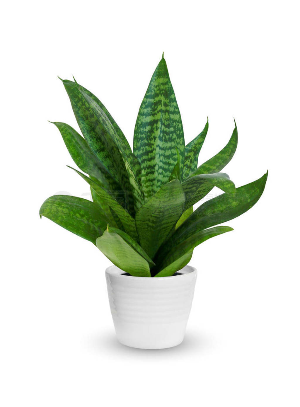  Sansevieria һֲڰɫ