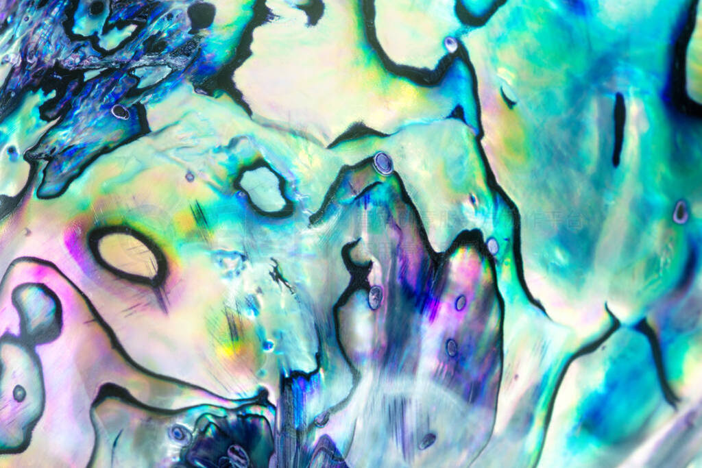 Close up multicolour texture background of paua shell, haliotis