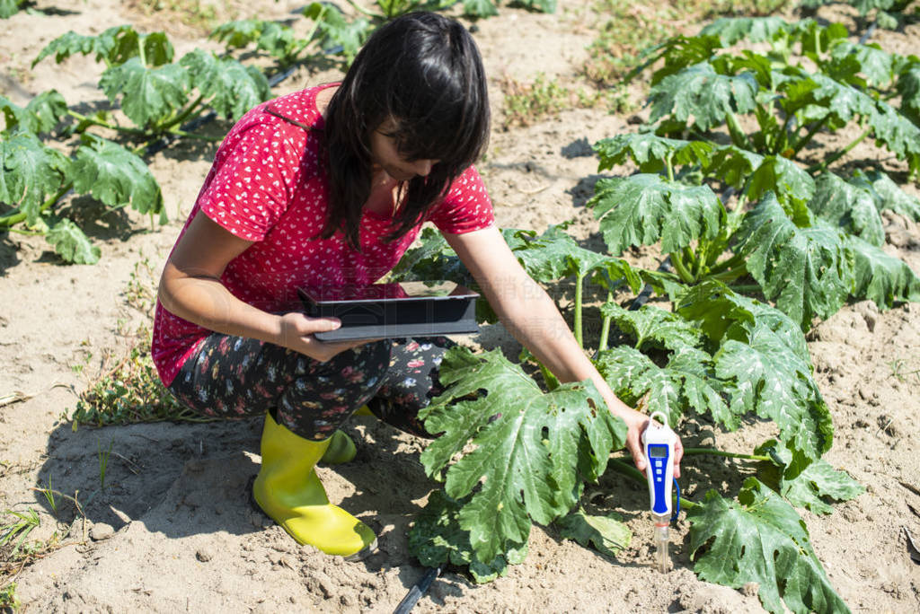 Farmer measure soil in Zucchini plantation. Soil measure device