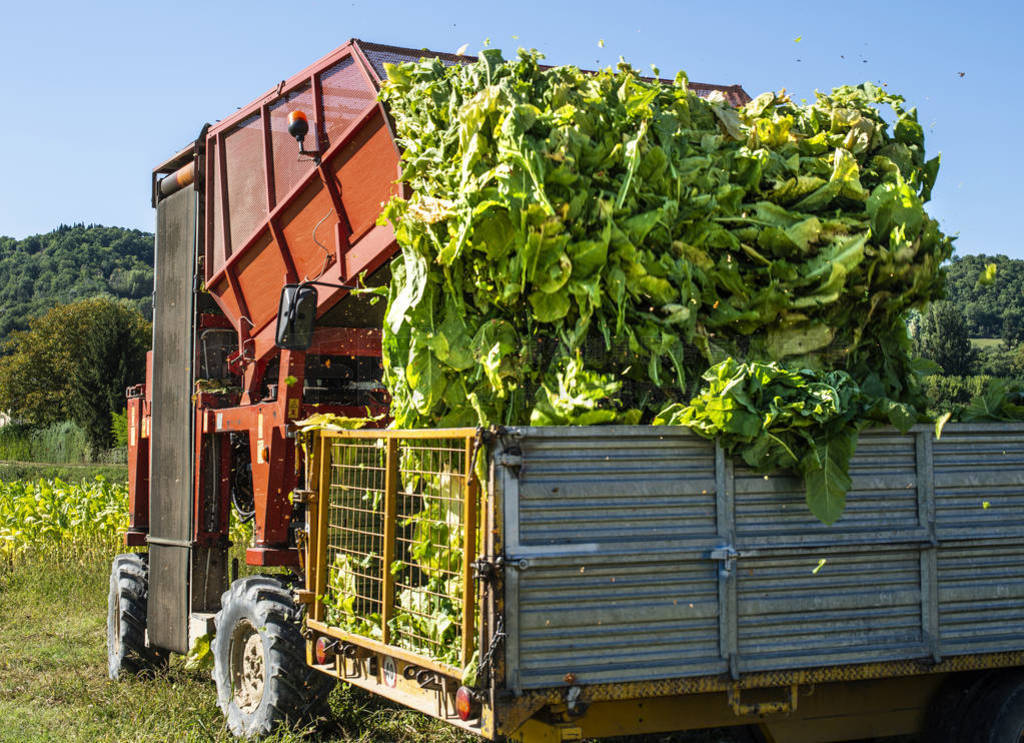 Loading tobacco leaves on truck.