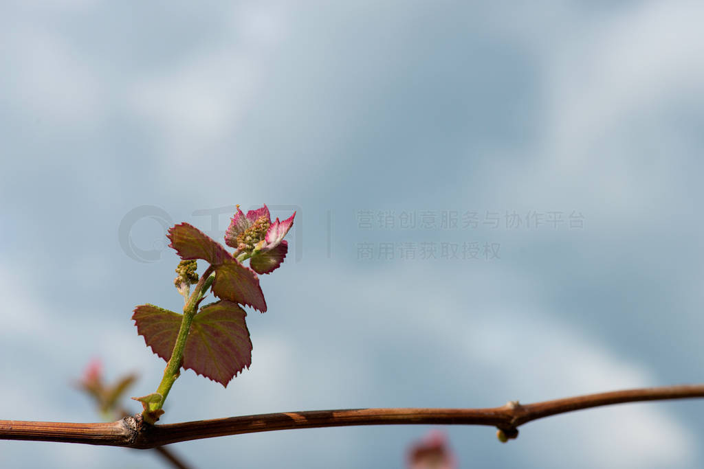 Young green tender shoots and leaves of grapes on the vine again