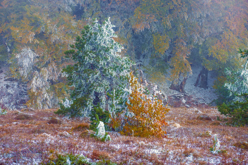forest in the autumn-winter period when a cloud of fog came and