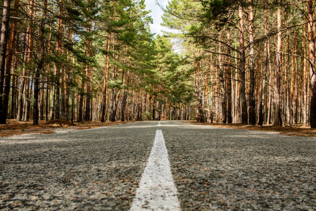 Empty road passing through the coniferous forest.