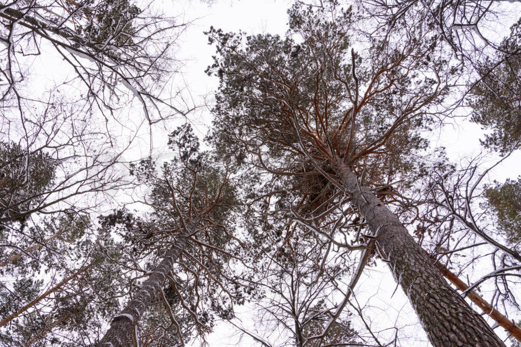 The tops of the winter pine trees. View from the bottom. Winter