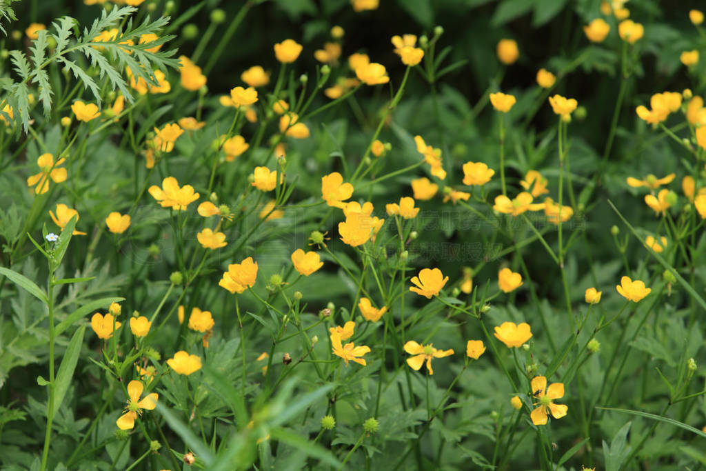 yellow flowers wild growing buttercup
