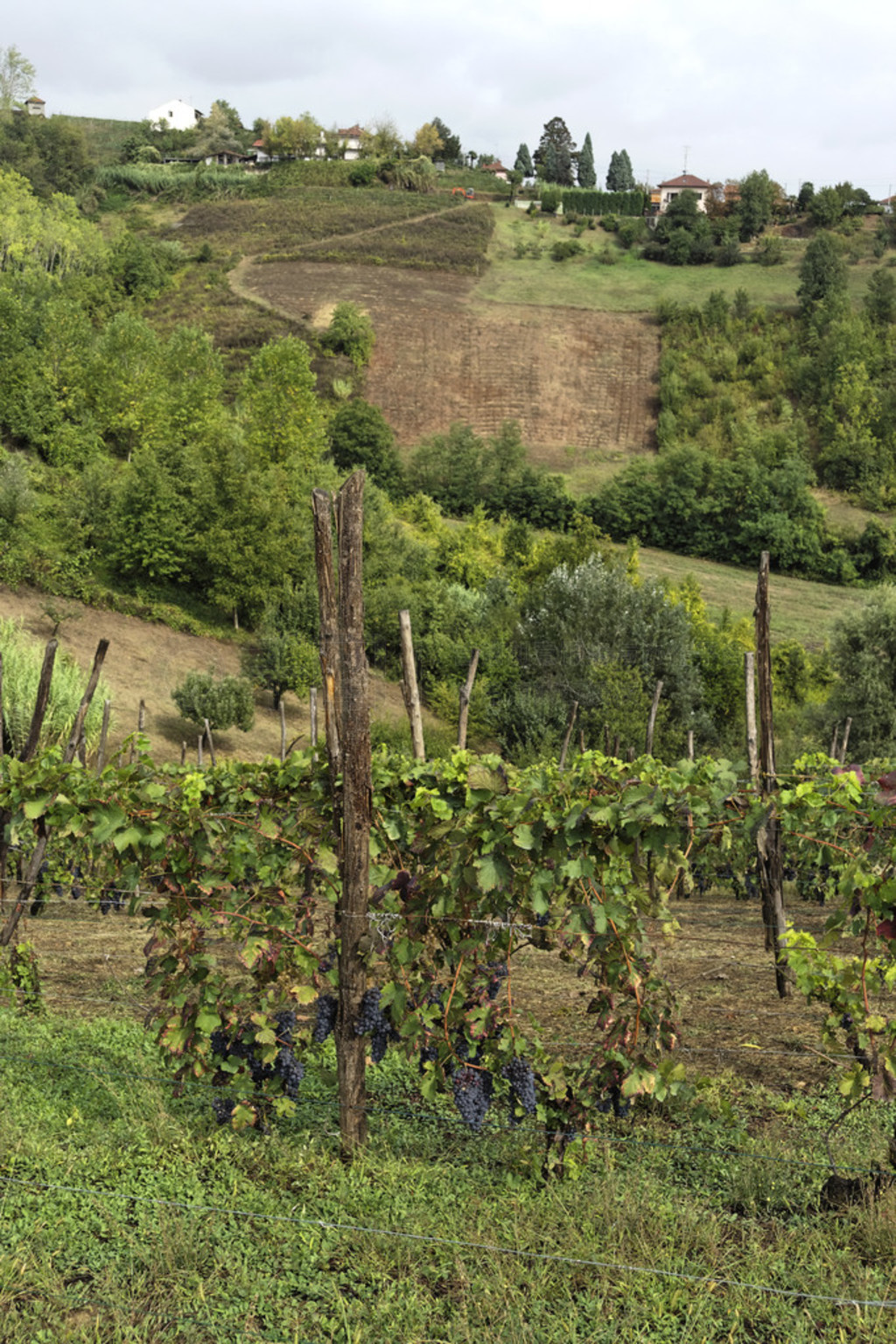 monferrato Сɽ