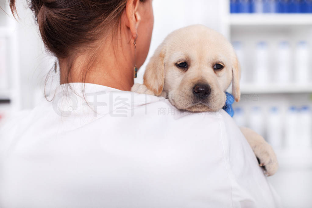 Veterinary doctor or healthcare professional holding cute puppy