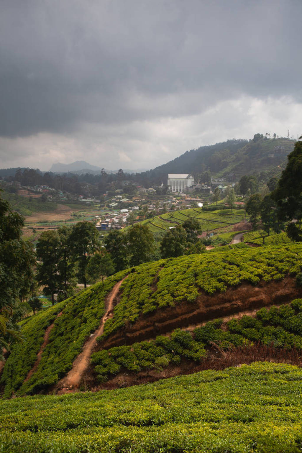Nuwara Eliya tea plantation in Sri Lanka.