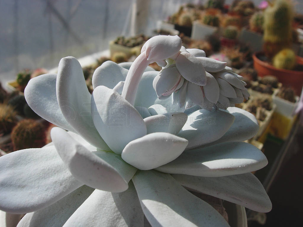 ֲ Echeveria laui ѿ