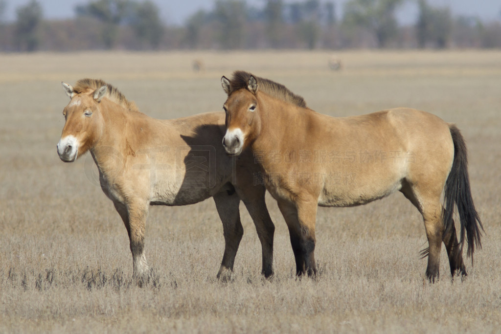 dv przewalski kon stojc v podzimn stepn