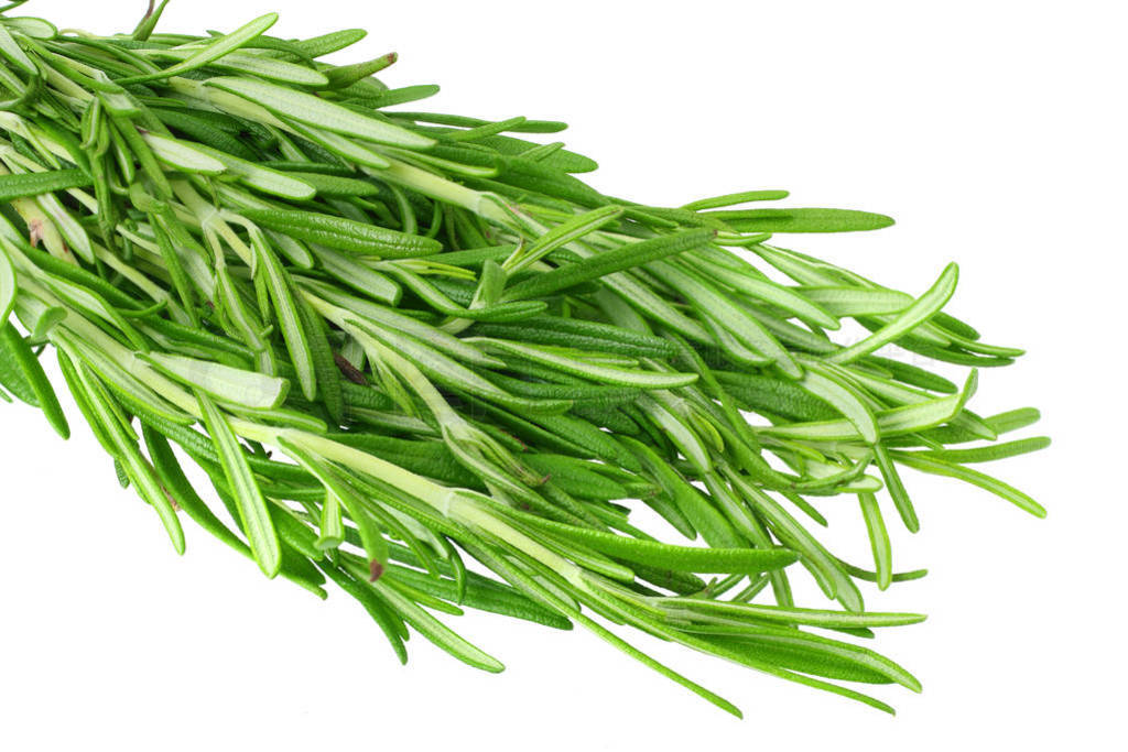 fresh rosemary leaves isolated on white background.