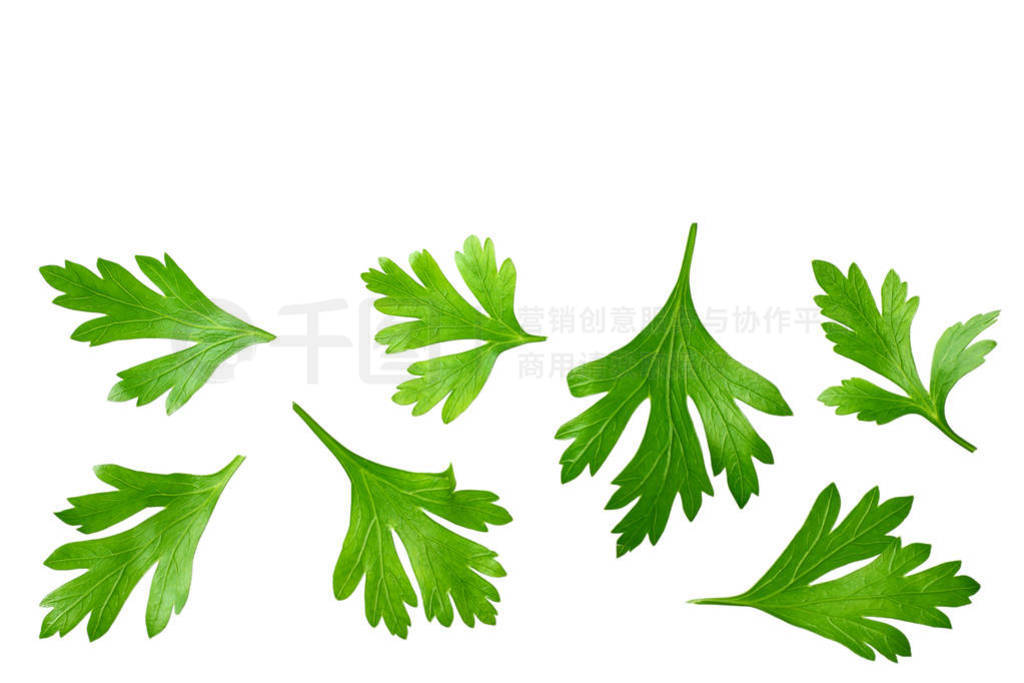 green fresh parsley leaves isolated on white background top view