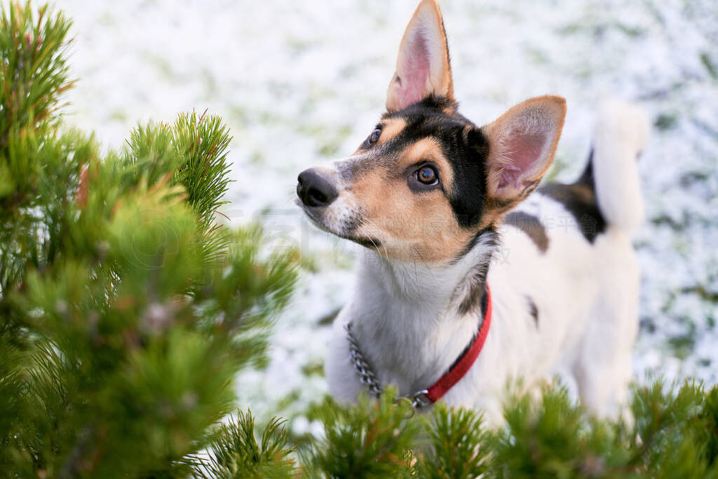 Beautiful half-breed dog looks up, big ears
