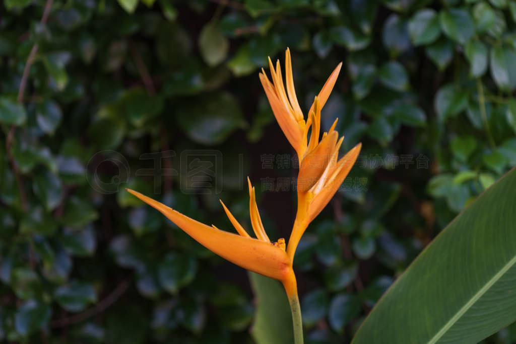 Exotic yellow Heliconia psittacorum ,Golden Torch, flowers with